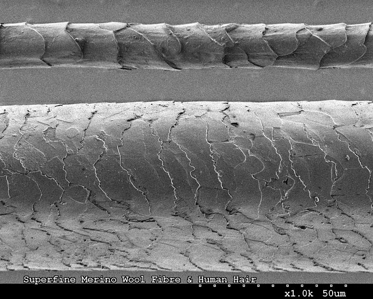 Imagem ampliadas das cutículas de um fio de cabelo