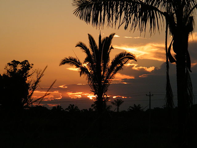 O óleo de babaçu é extraído do coco da palmeira de babaçu nativa dos estados do Norte e do Nordeste do Brasil