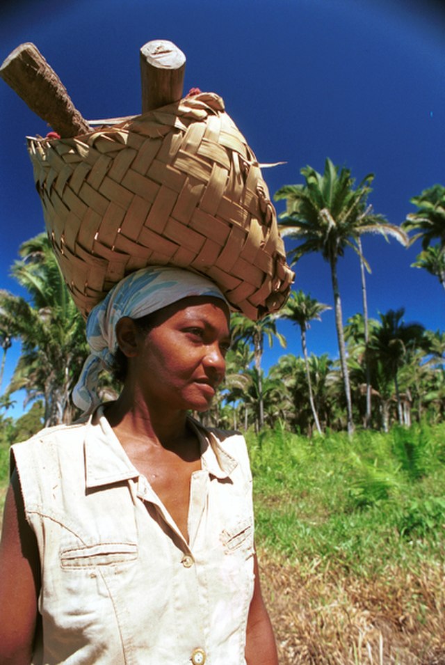 As quebradeiras são as mulheres que extraem as castanhas do coco